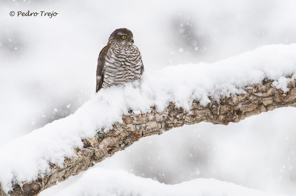 Gavilán (Accipiter nisus)